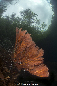 The passage - coral garden by Hakan Basar 